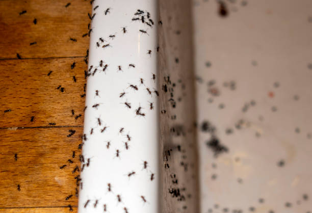 Best Ant Control Services  in Bedford, OH